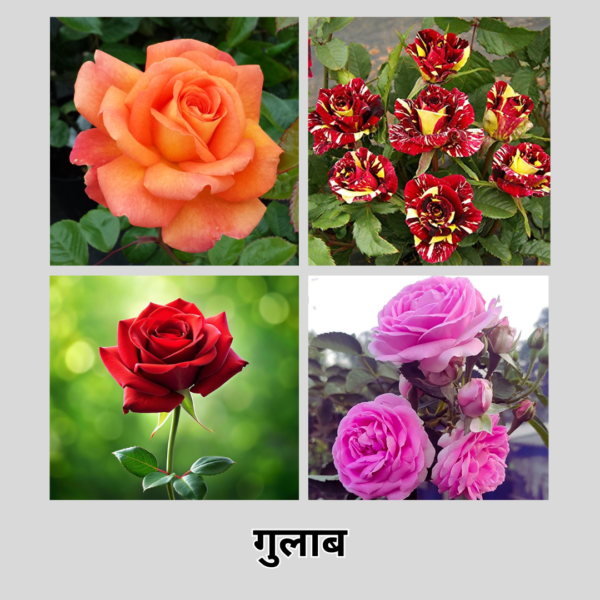 Rose (S)