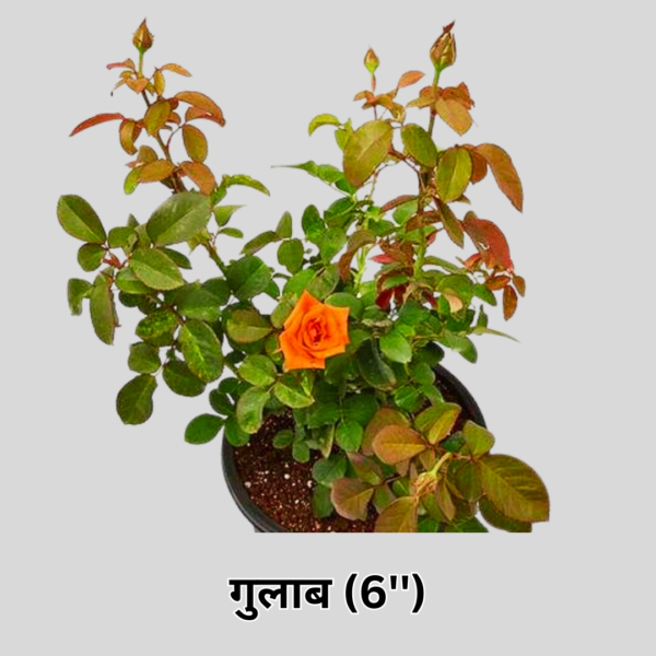 Rose (XL)