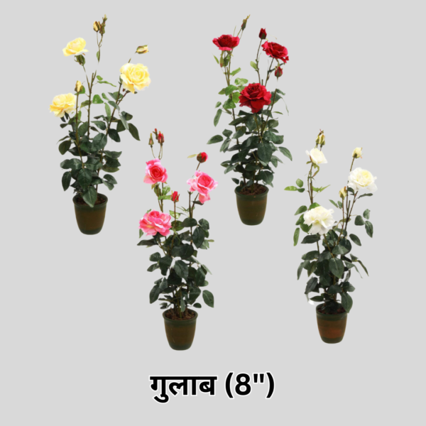 Rose (XXL) With Pot