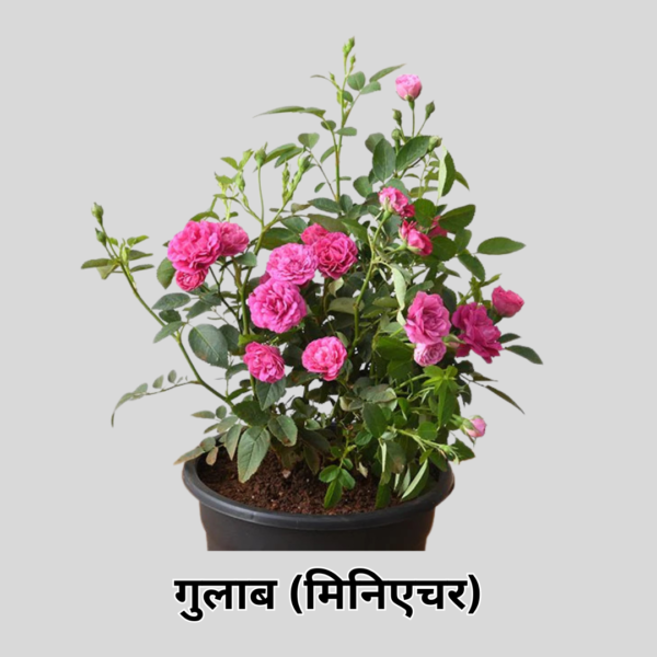 Rose (Miniature)